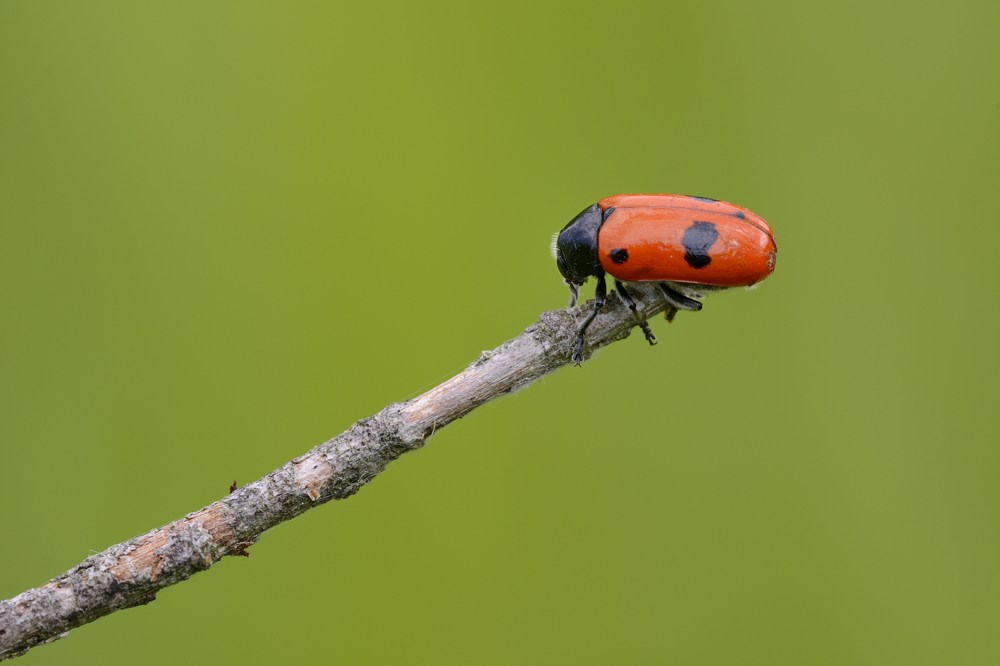 Clytra laeviuscula, Chrysomelidae